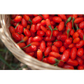 Goji Berry 2014new Cultivo (180-500grains / 50g)